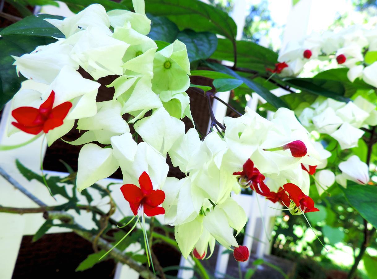 Rosa Lodge Cahuita Ngoại thất bức ảnh