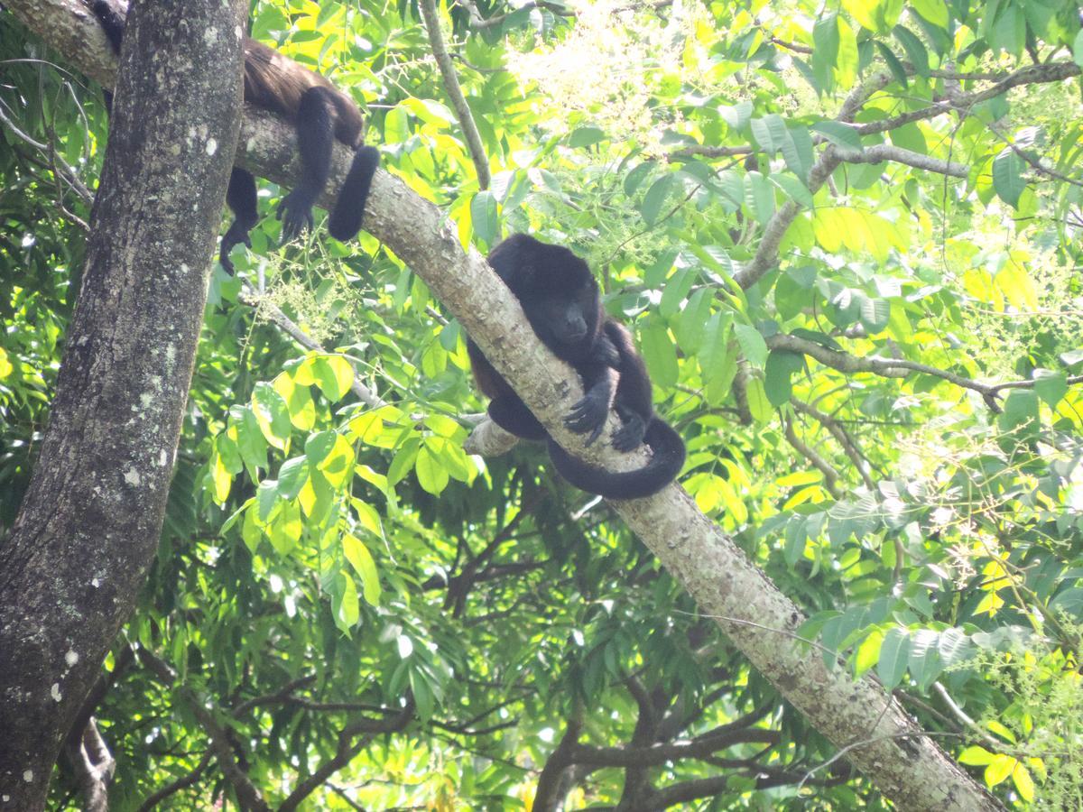 Rosa Lodge Cahuita Ngoại thất bức ảnh